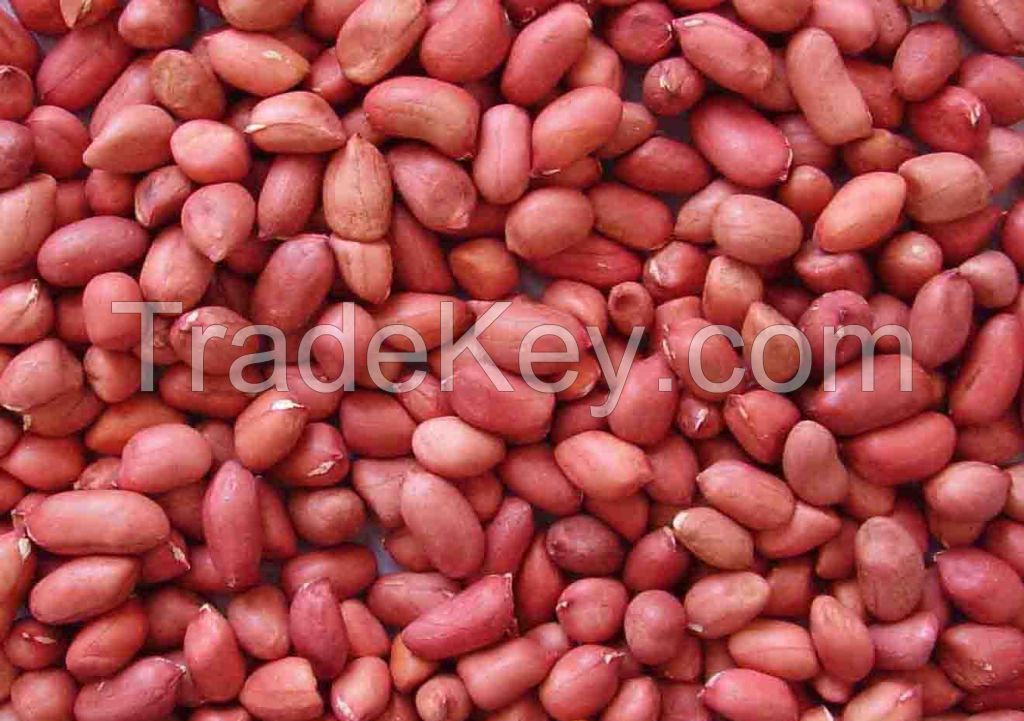 Groundnut Seed(peanuts)