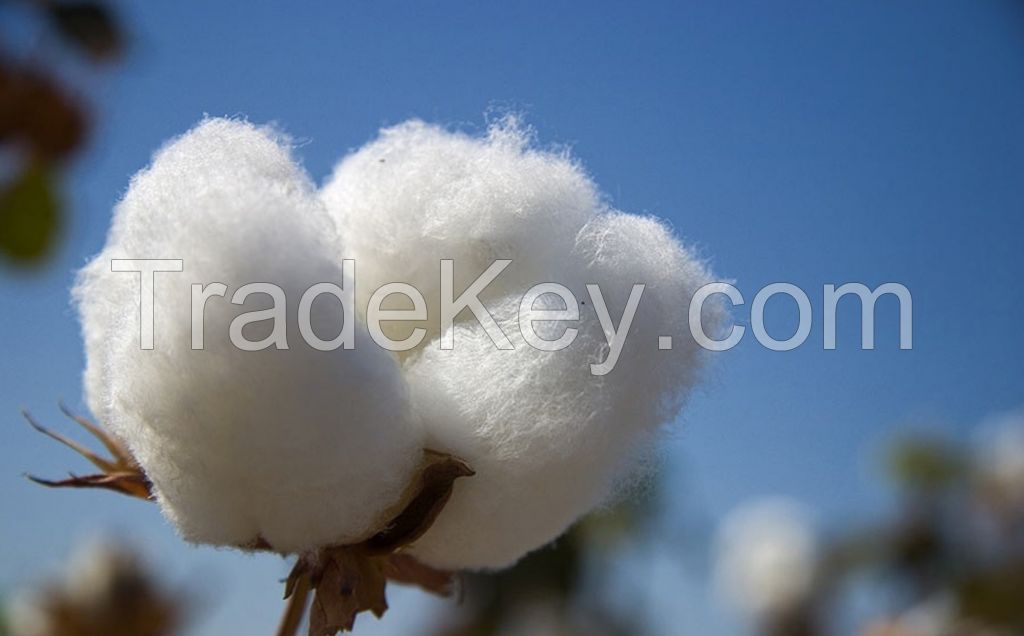 Raw Cotton Bale