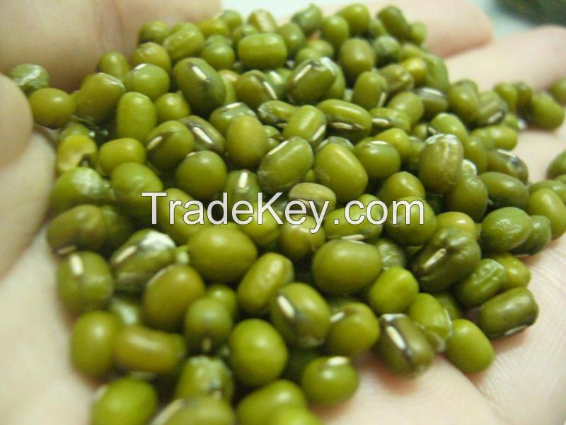 Green Mung Bean and other varieties of beans