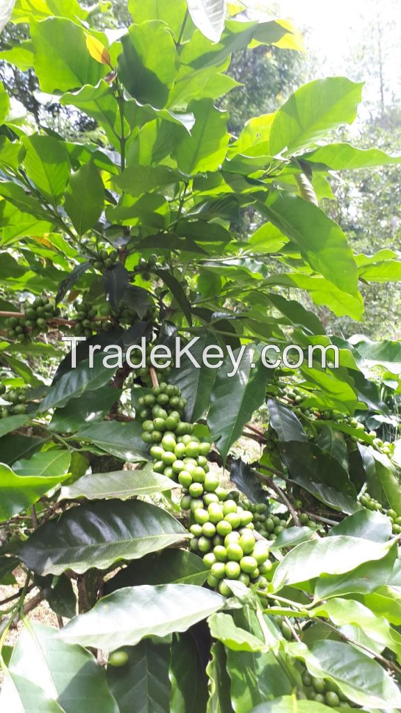 Green bean Java preanger Coffee beans