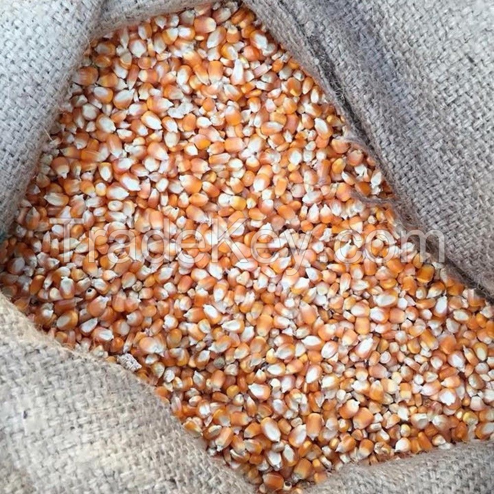 High Quality Yellow Corn Seed Animal Feed for Sale