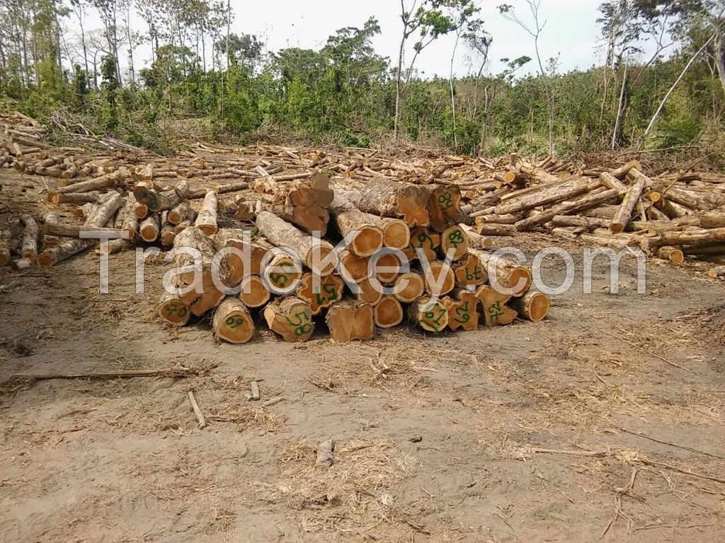 Teak Logs