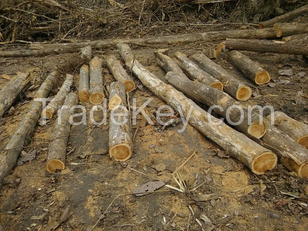 Teak Logs