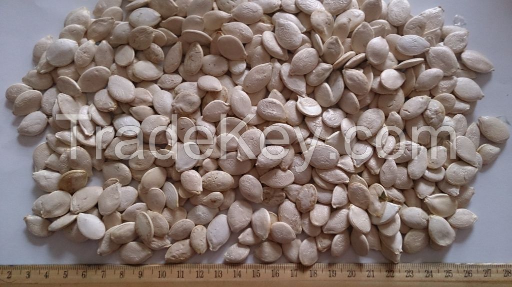 Pumkin Seeds