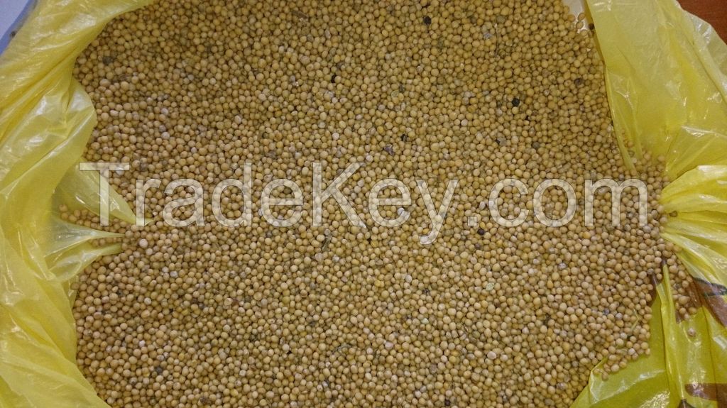 Mustard Seeds