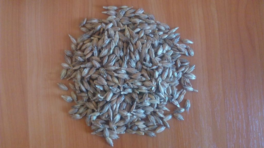 spelled wheat (Triticum spelta) raw materials for bulgur porridge