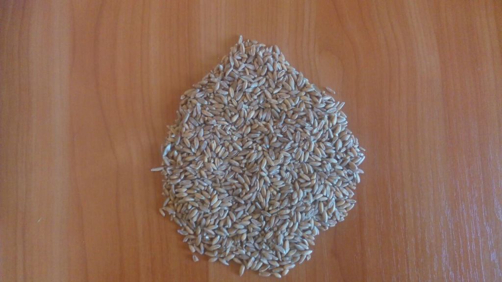 spelled wheat (Triticum spelta) raw materials for bulgur porridge