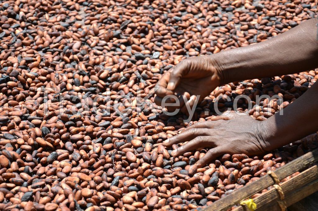 High quality Cocoa Beans