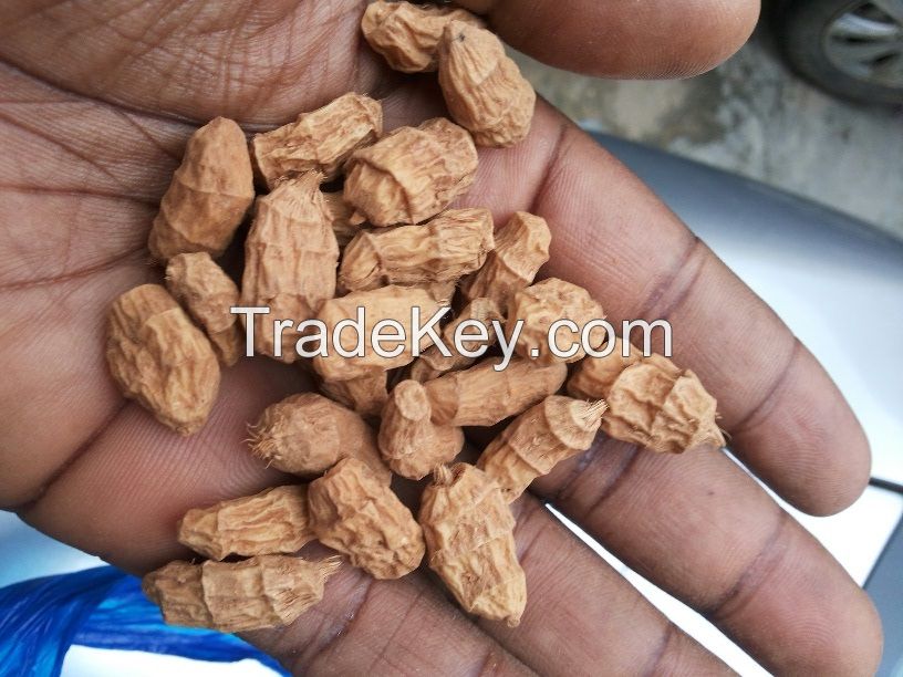 Tiger Nut