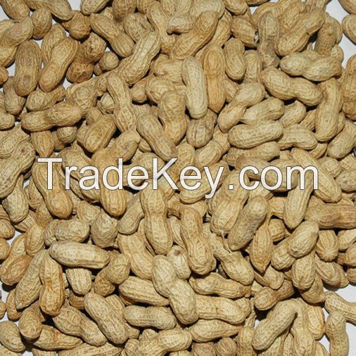 Peanut Kernel