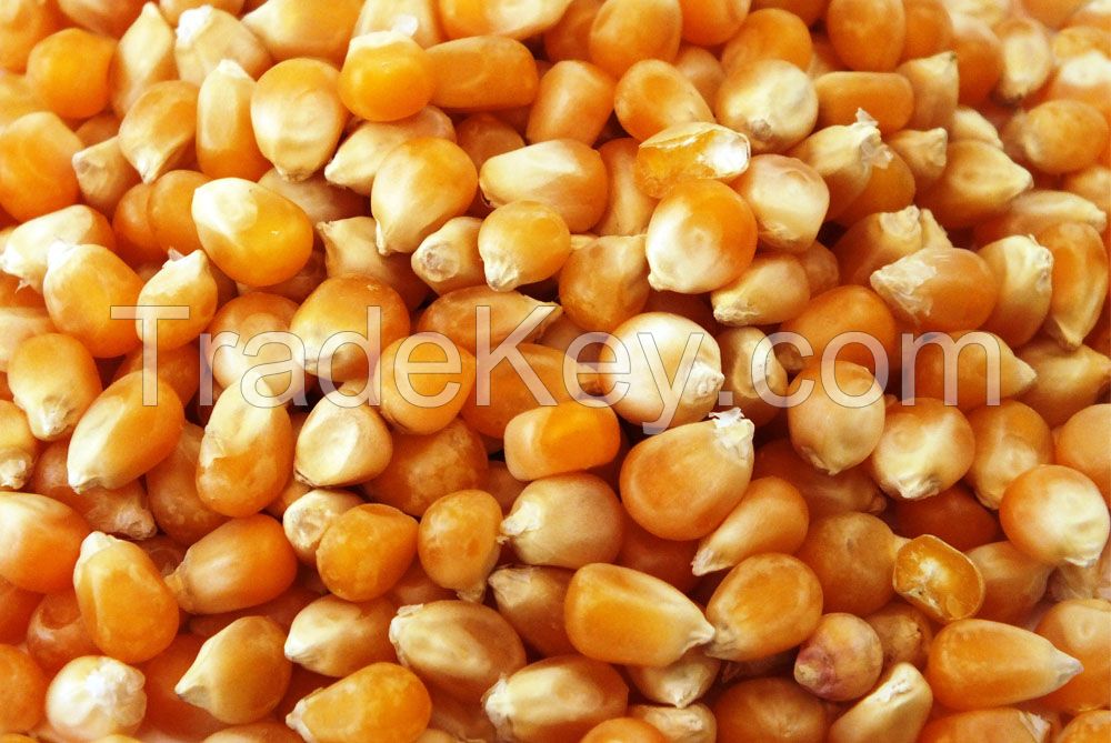 Yellow corn (Ukrainian)