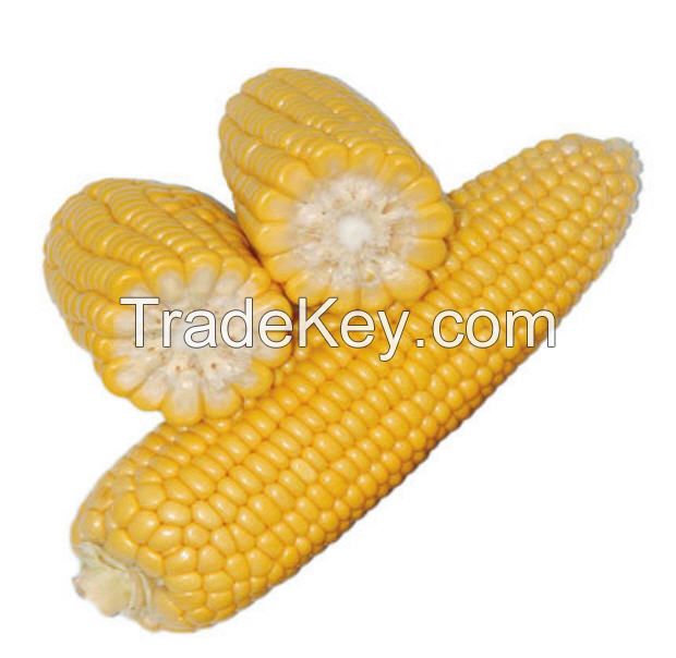 Yellow corn (Ukrainian)