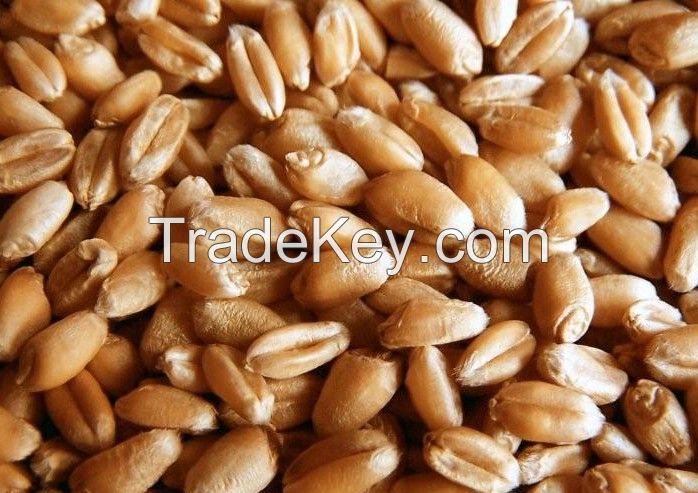 Wheat Grains from Ukraine