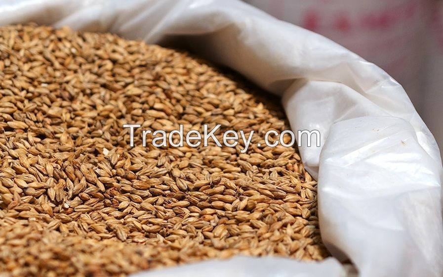 Quality Ukraine barley low price