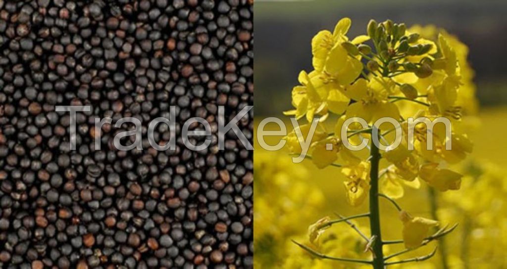 Rapeseeds from Ukraine