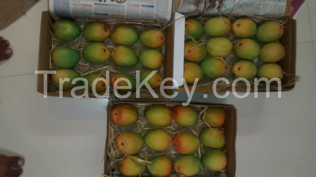 Alphonso Mangoes