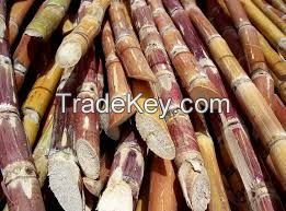 SUGAR CANE