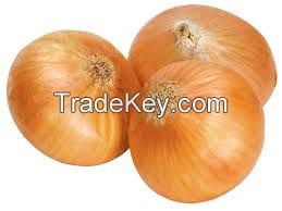 Golden fresh onion ,