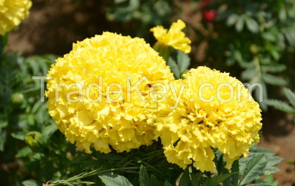 marigold seeds