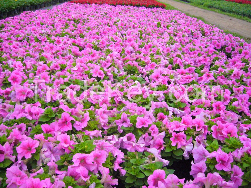 Petunia seeds