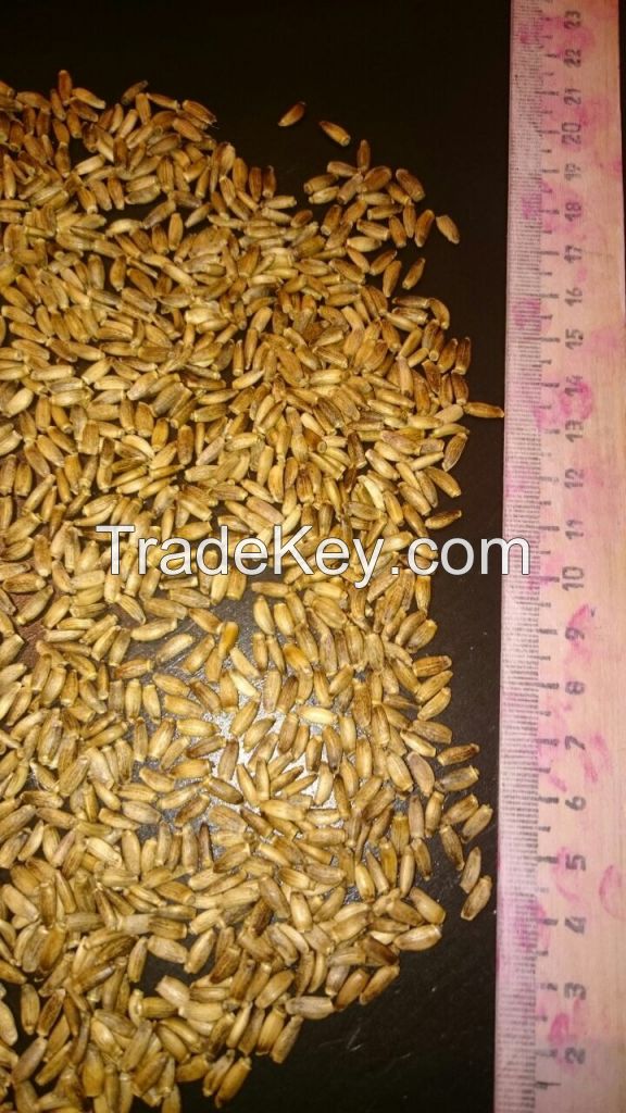 Milk thistle seeds (Silybum marianum): $1, 5-2/kg