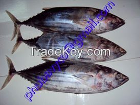 Frozen Skipjack Tuna