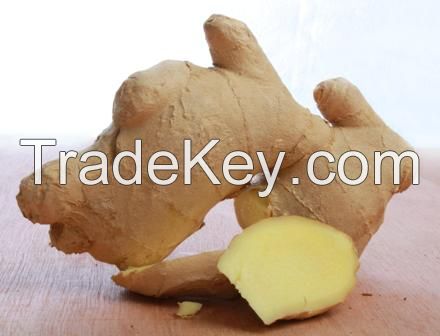 best quality fresh ginger for hot sale