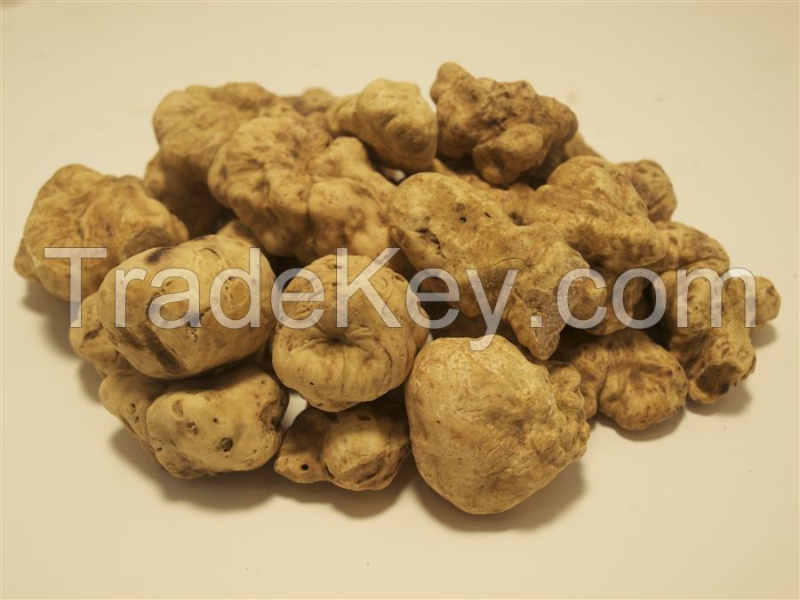 Tuber Magnatum, Tuber Uncinatum, Tuber Melanosporum, Tuber Brumale, TUBER AESTIVUM, 