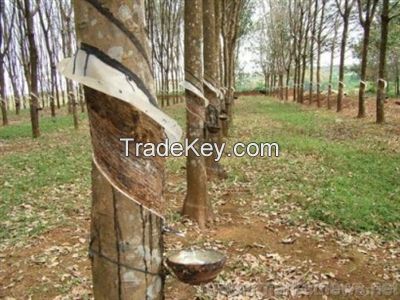 Sell Natural Rubber ( Svr 3l, Svr 10, Svr 20, Svr Cv 50, Svr Cv 60, Rss3)