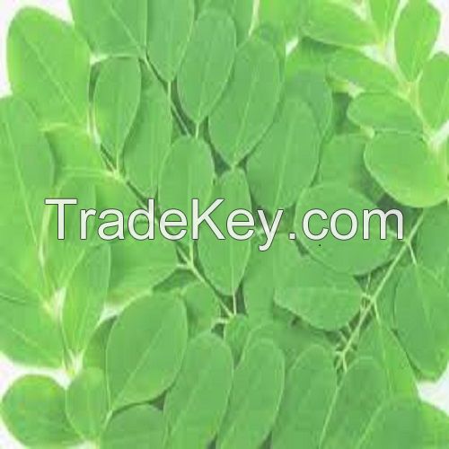 Moringa Oleifera Leaves-Dry