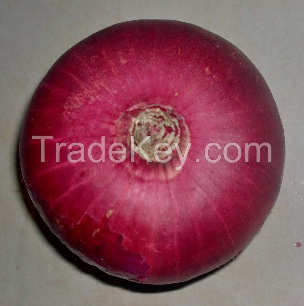 Fresh Red / Pink Onion