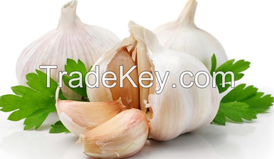 Fresh Garlic