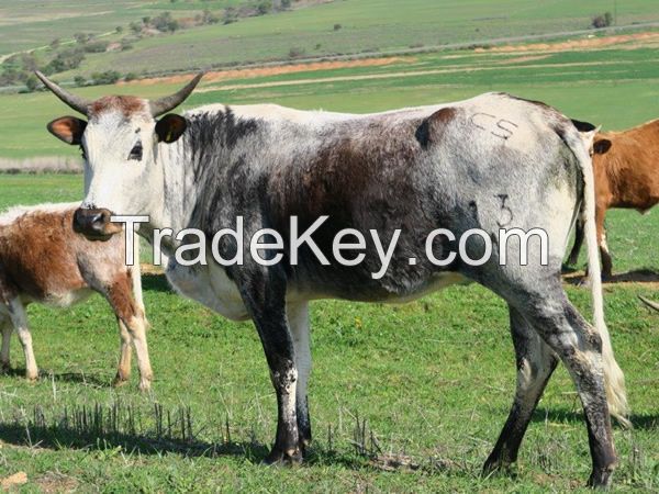 Nguni Heifers, Bulls and Calves