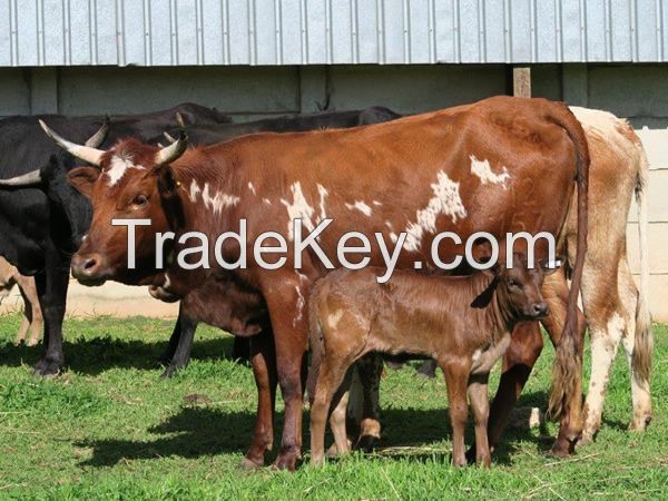 Nguni Heifers, Bulls and Calves