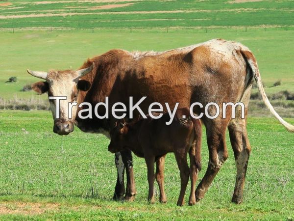 Nguni Heifers, Bulls and Calves