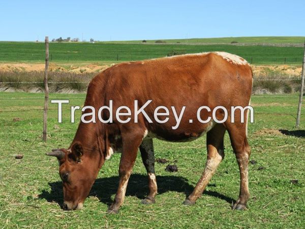 Nguni Heifers, Bulls and Calves