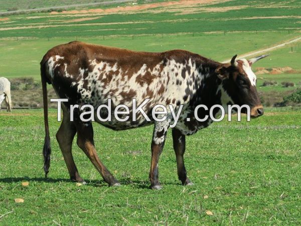 Nguni Heifers, Bulls and Calves