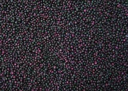 FD Blueberries
