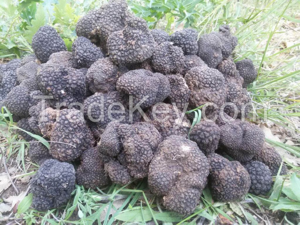 Tuber Aestivum