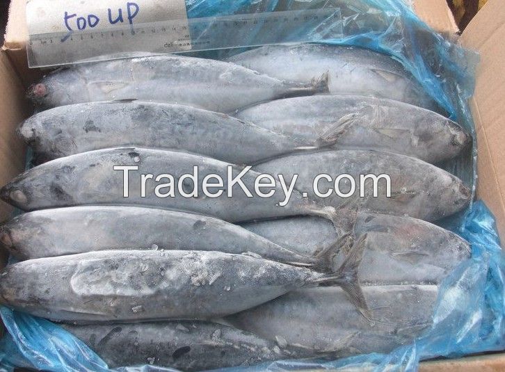 Frozen Horse Mackerel, Pacific Mackerel, Tuna,. Trout, Salmon, Bonito, Tilapia, Squid, barracuda fish 