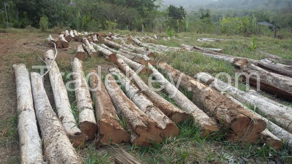 Teak Logs