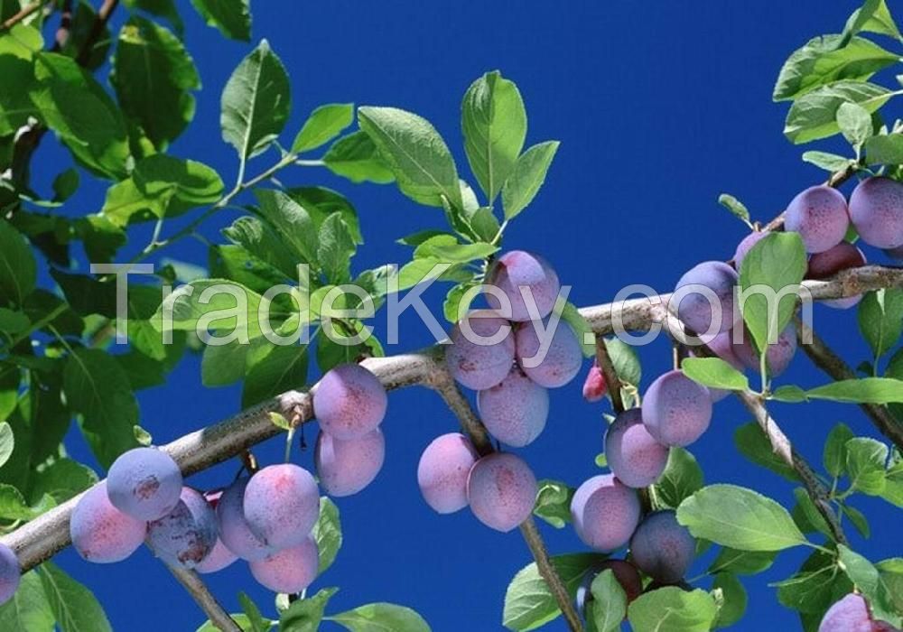 10%, 15%, 25% Natural Blueberry Extract