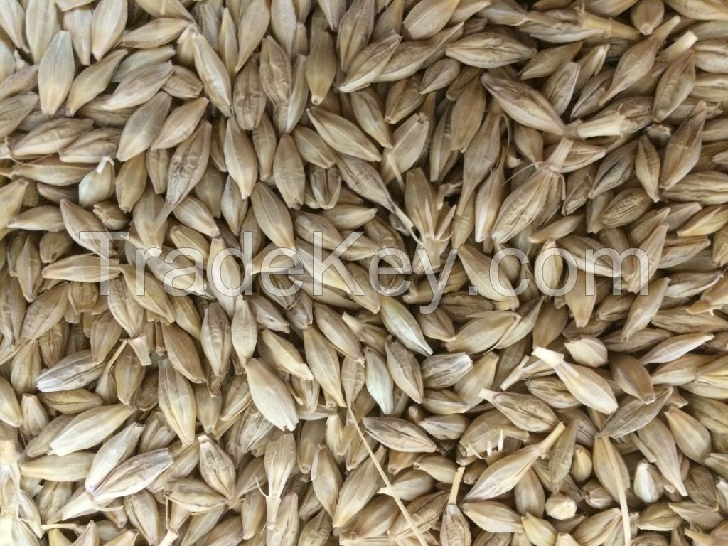 Wholesale barley