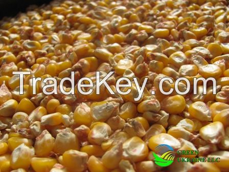 Yellow Corn/Maize for Animal Feed