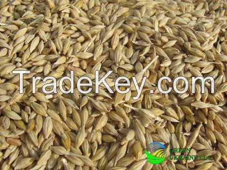 Ukrainian barley