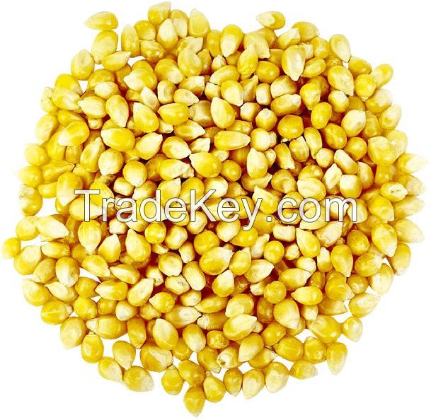 Dried Corn