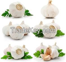 Chinese Fresh Garlic 2016 Crop