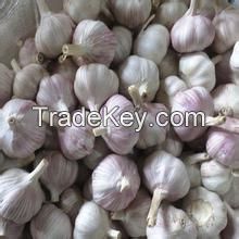 Jinxiang High Quality Garlic 2016 Crop