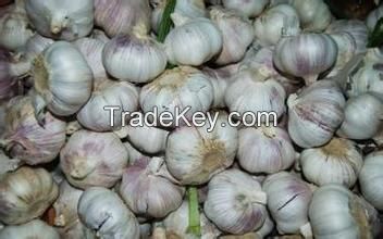 China Red/Purple Garlic