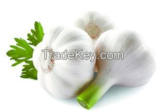 High Quality Fresh Vegetables Garlic